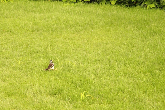 dos pájaros están en un campo con uno de ellos tiene un pico amarillo