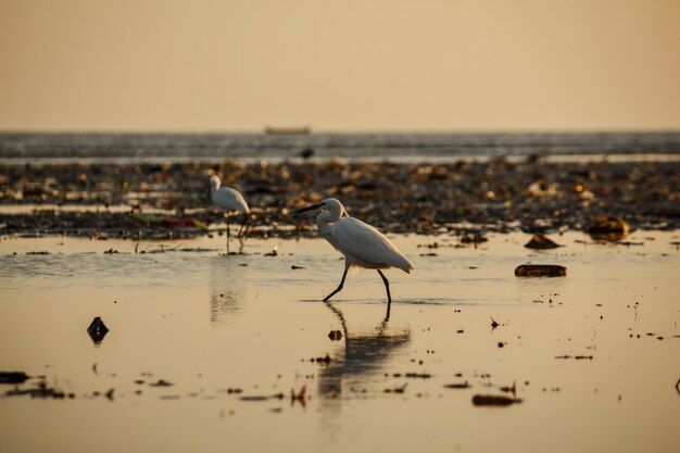 Foto dos pájaros están de pie en una playa con el océano en el fondo