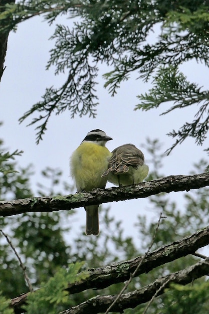 Foto dos pájaros están sentados en una rama con la palabra 