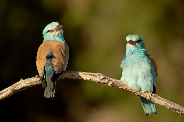 Dos pájaros están sentados en una rama y uno tiene la cabeza azul.