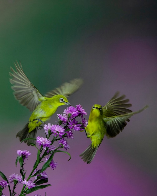 Foto dos pájaros de ojos blancos se alimentan del néctar de las flores púrpuras sobre un fondo púrpura borroso