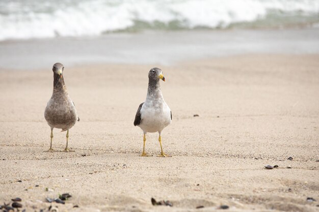 dos pájaros en una playa con el océano en el fondo