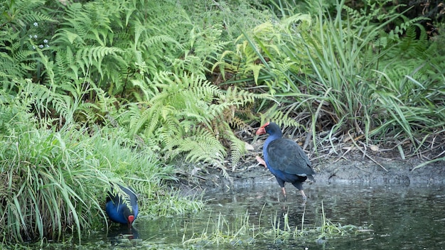 Foto dos pájaros pukeko nativos vagando por el paisaje pantanoso en busca de comida nueva zelanda