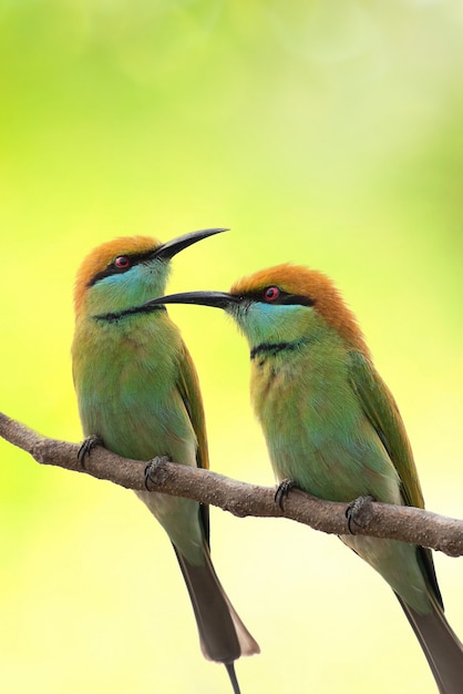 Foto dos pájaros en una rama