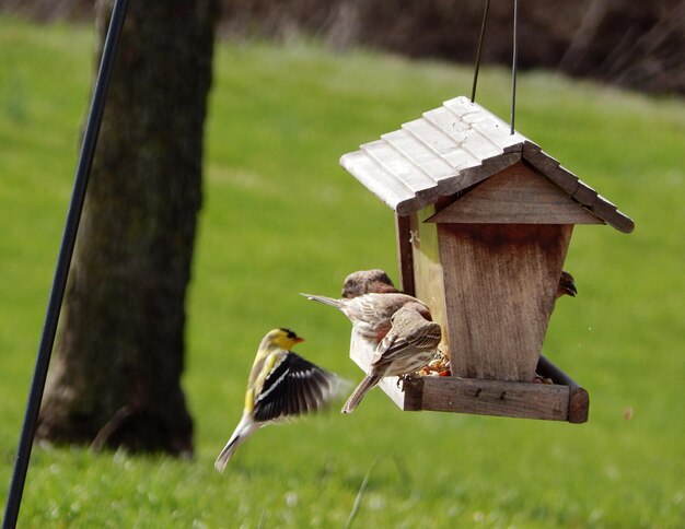 Foto dos pájaros sentados en un poste de madera