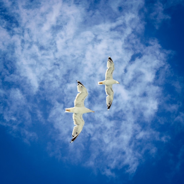 Dos pájaros volando en el cielo con el número 2 en la parte inferior.