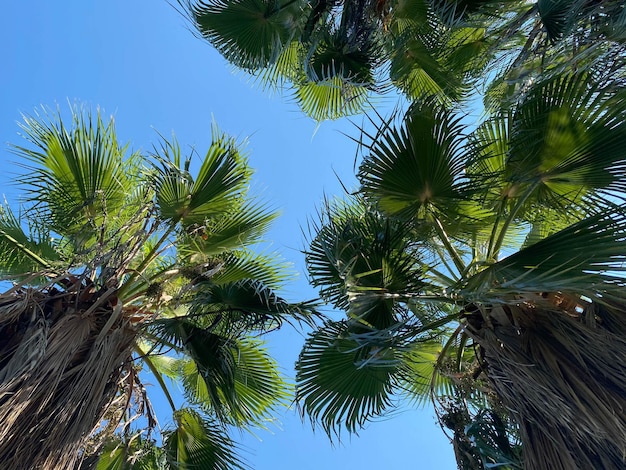 Dos palmeras altas y esponjosas contra el cielo azul en un día soleado de verano, la fruta naranja es visible en una