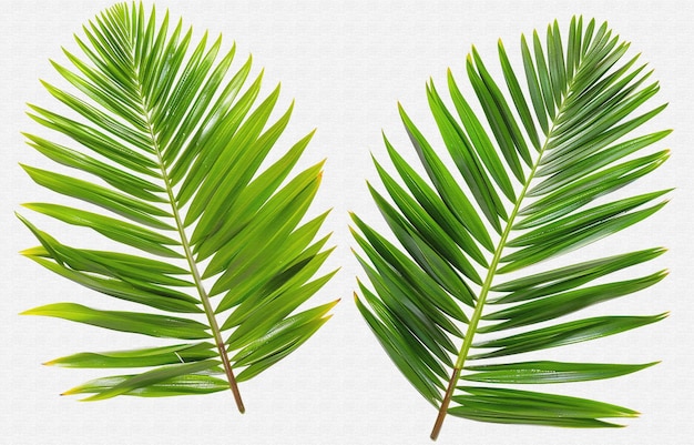 dos palmeras de las cuales una tiene una hoja verde