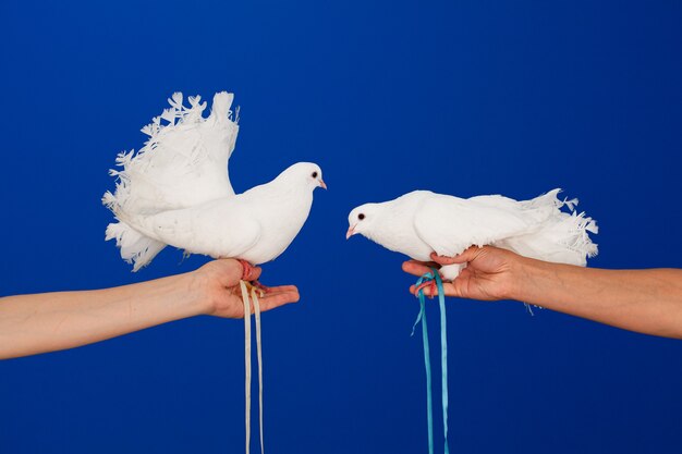 Dos palomas blancas en la mano sobre una pared azul