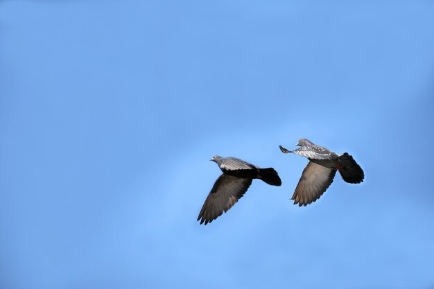 dos palomas en el cielo