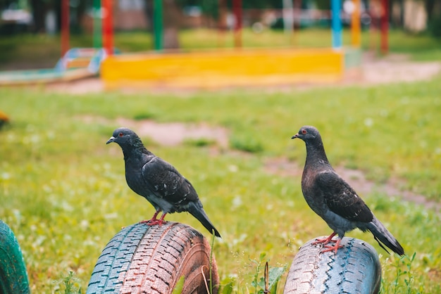 Dos palomas grises está en la valla en el patio colorido en día soleado. Aves de la ciudad de primer plano. Animales voladores gris-negros en la esgrima.