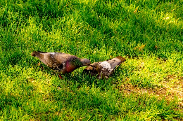 Dos palomas en la hierba verde en verano.