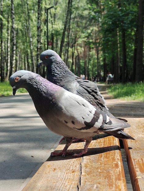 Dos palomas, una tras otra, en un banco del parque El fondo es borroso