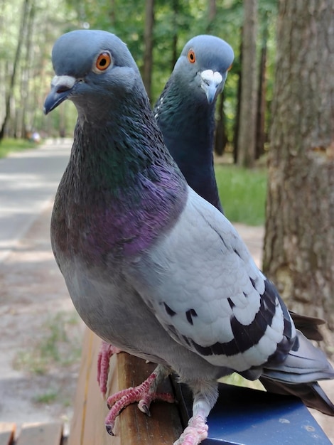 Dos palomas, una tras otra, en el parque El fondo es borroso