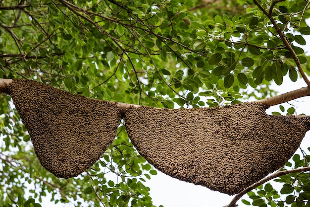 Dos panales en el árbol