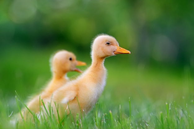 Dos patito amarillo sobre la hierba verde