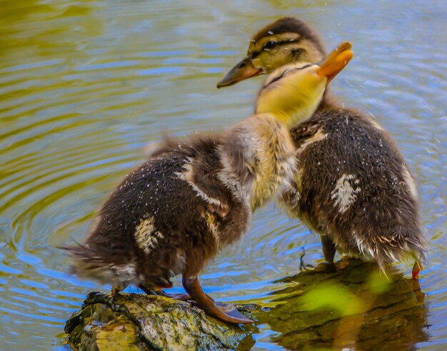 Foto dos patitos en el agua