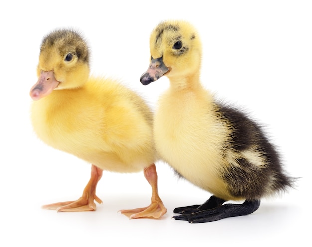 Dos patitos amarillos aislados sobre fondo blanco.