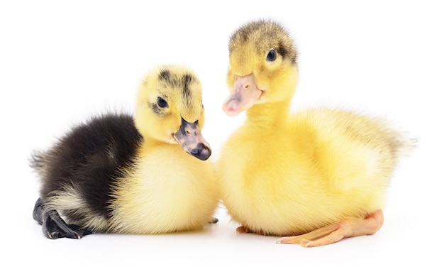 Dos patitos amarillos aislados