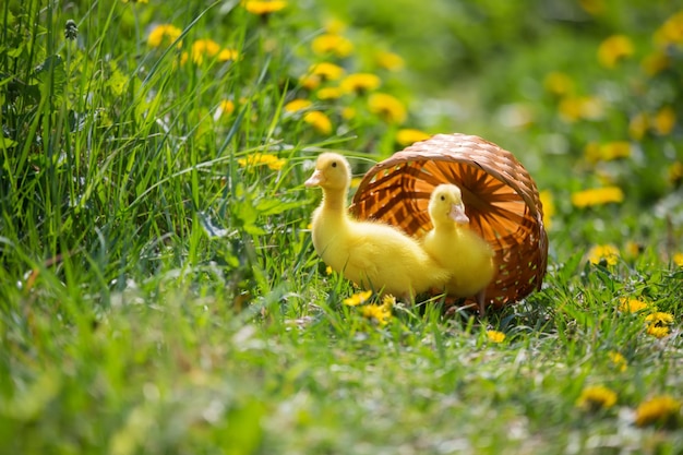 Dos patitos amarillos sobre un fondo de hierba verde