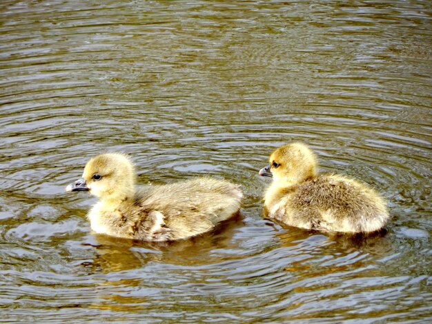 Foto dos patitos nadan en el agua.