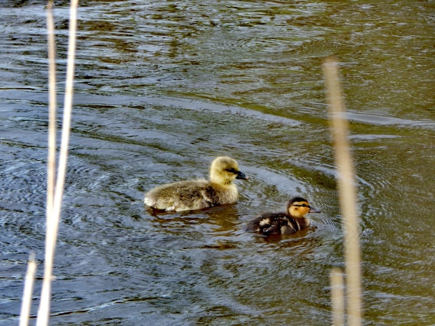 Foto dos patitos nadan en un cuerpo de agua.