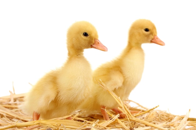 Dos patitos en paja aislado en blanco