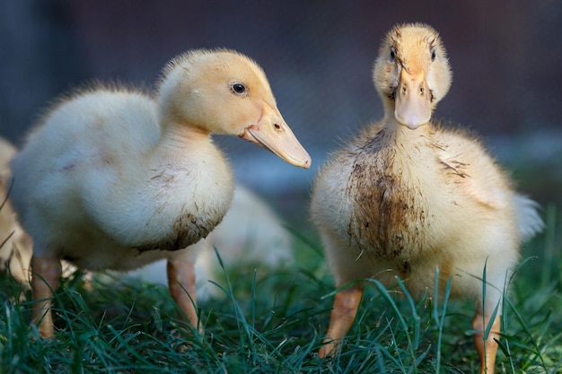 Dos patitos sucios posan para la cámara