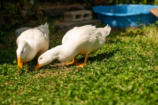 Dos patos blancos en el jardín en verano
