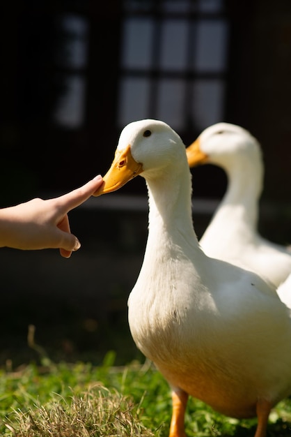 Dos patos blancos en el jardín en verano