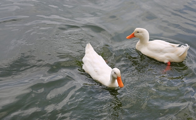 Dos patos blancos nadando en el estanque