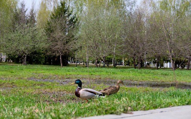 Dos patos caminan en el parque sobre la hierba verde Drake y pato en pareja en la calle
