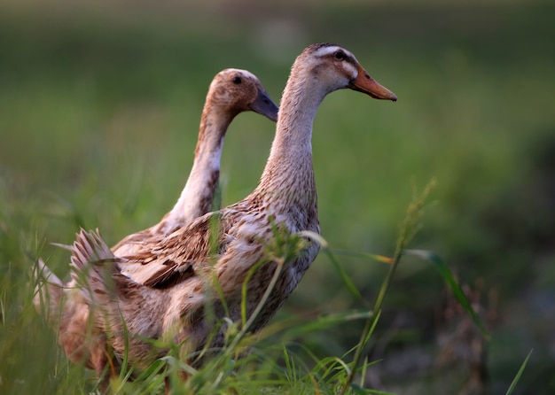 Dos patos en campo de hierba