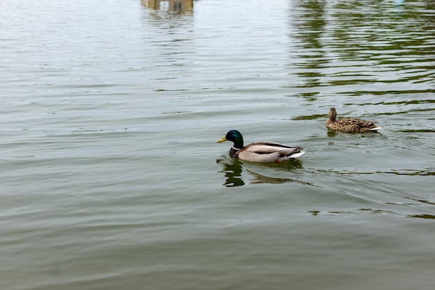 Dos patos coloridos nadando en el lago