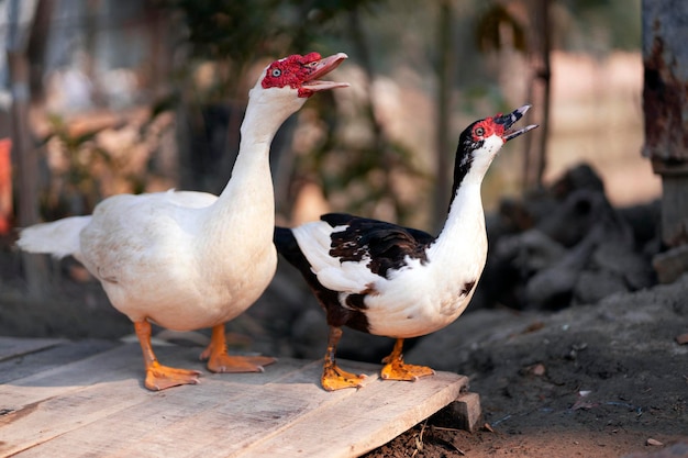 Dos patos con uno diciendo 'el blanco'