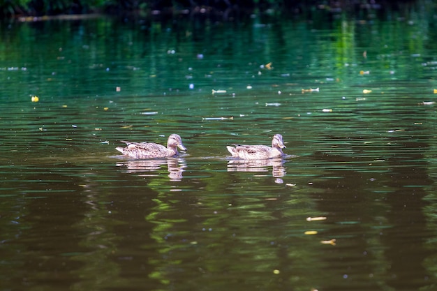 Dos patos flotan a lo largo de un río con agua oscura.