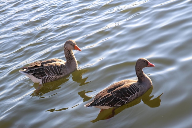 Dos patos nadan en el agua y uno tiene un pico rojo.