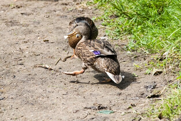 Dos patos pelean en la orilla del río.