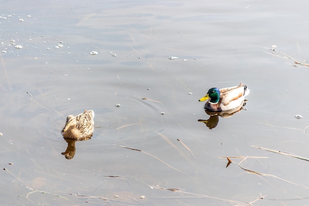 Dos patos reales nadan en el río.