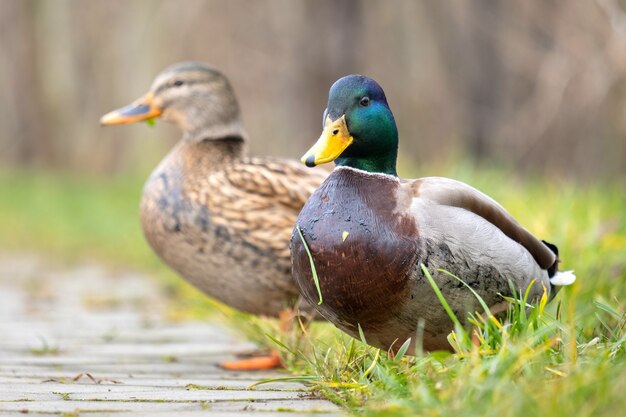 Dos patos salvajes caminando en el parque de verano.