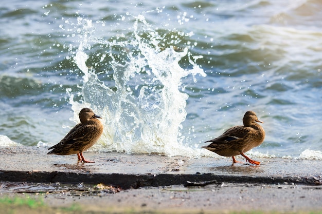 Dos patos salvajes están en la orilla del mar.