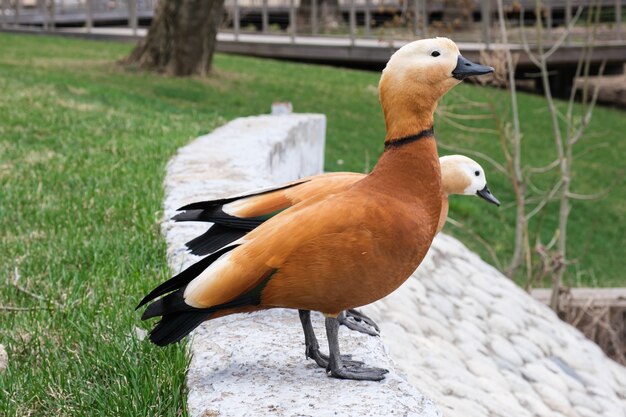 Dos patos salvajes con plumas de color rojo brillante en el parque de la ciudad