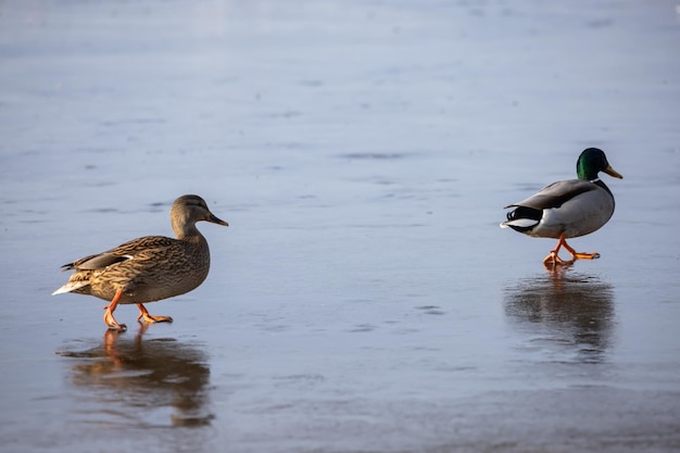 Dos patos sobre hielo