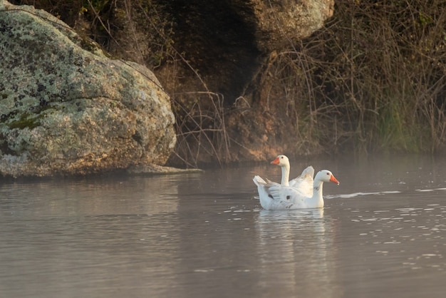 Dos patos en su entorno natural.