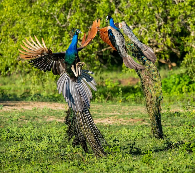 Dos pavos reales Pavo cristatus están luchando entre sí en el Parque Nacional de Yala Sri Lanka