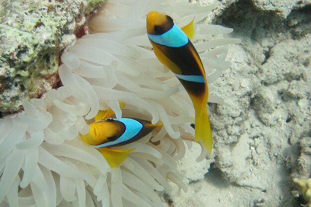 Dos peces anémona en anémona