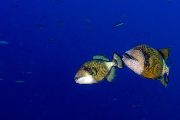 Dos peces ballesta titán en Maldivas