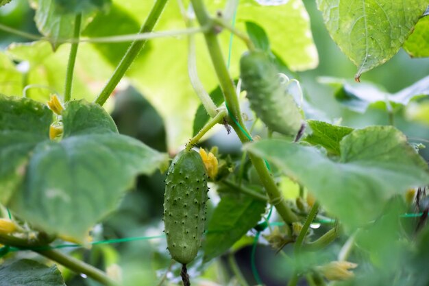 Dos pepinos maduros verdes en un arbusto entre las hojas Pepino en el fondo del jardín