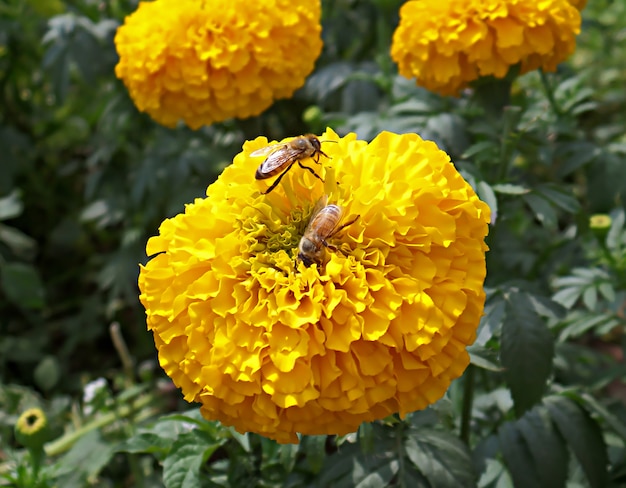 Dos pequeñas abejas recogiendo néctar en una flor de caléndula flor amarillo vibrante