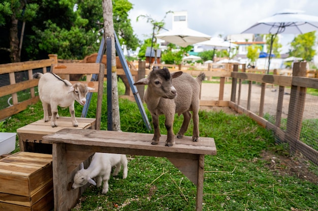 Dos pequeñas cabras bebé divertidas jugando en el campo con flores Animales de granja